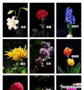 阳光、希望、美丽、芬芳、鼓励 黄色风信子花语