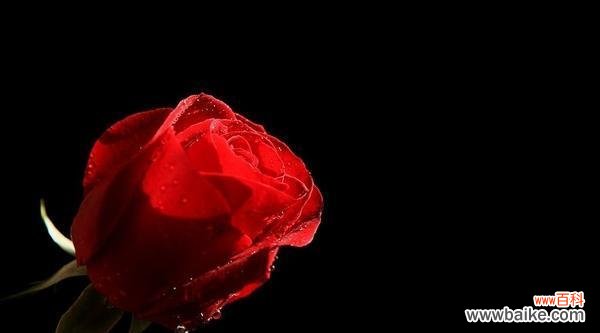 用一朵红色玫瑰 红色玫瑰花语