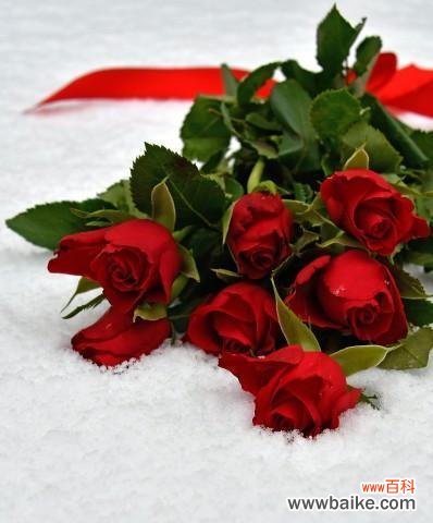 探索粉红色玫瑰花的情感和象征 粉红色玫瑰花的代表意义