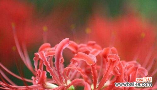 解读红色曼陀罗花所传达的情感和内涵 红色曼陀罗花语