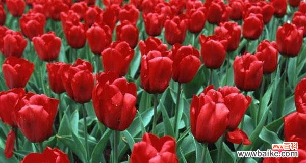 深情款款 红色郁金香花语