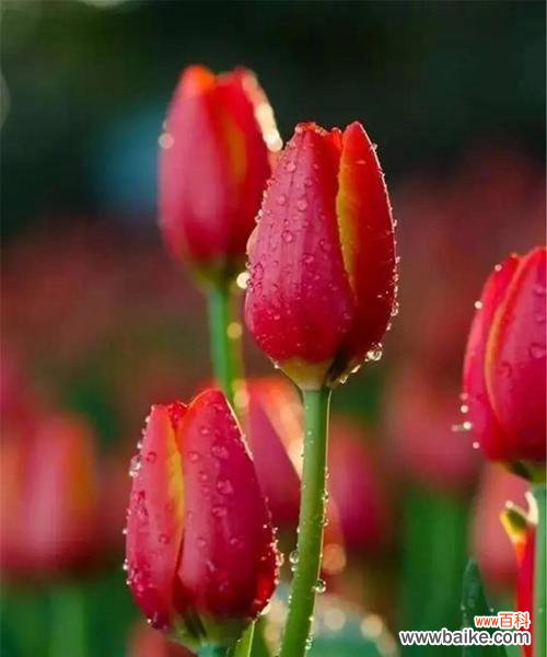 深情款款 红色郁金香花语