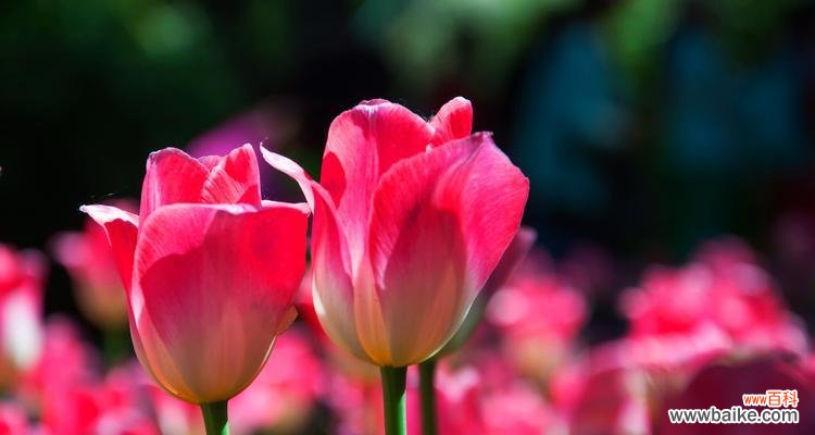 红色郁金香的美丽与深意 红色郁金香的花语