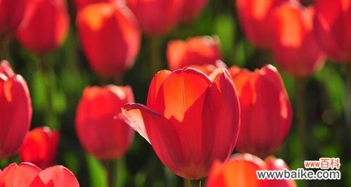 红色郁金香的美丽与深意 红色郁金香的花语