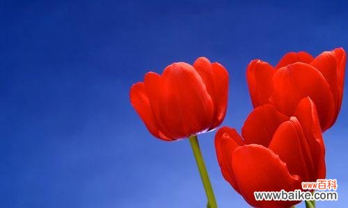 花开红艳 红色郁金香