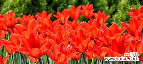 花开红艳 红色郁金香