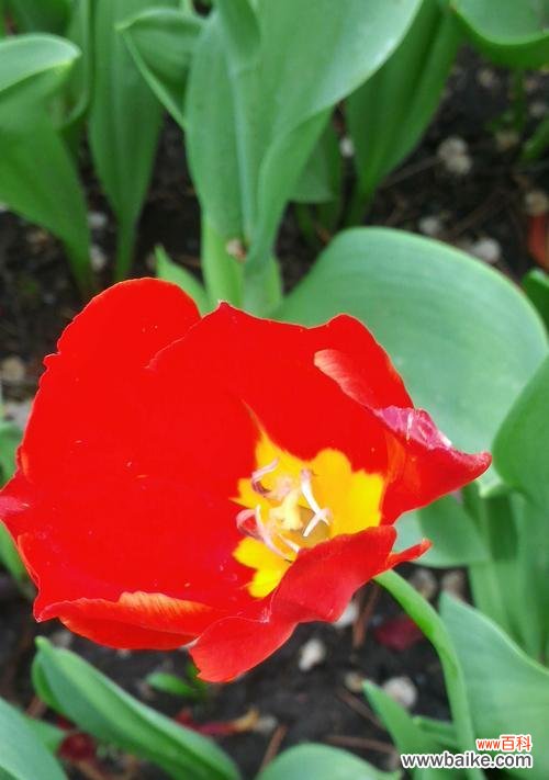 花开红艳 红色郁金香