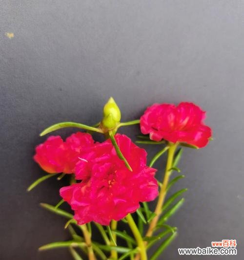 探寻红色太阳花背后的寓意与花语 红色太阳花的寓意与花语