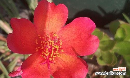 探寻红色太阳花背后的寓意与花语 红色太阳花的寓意与花语