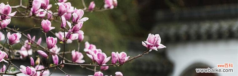 红玉兰花开放在生命中的意义 红玉兰花语