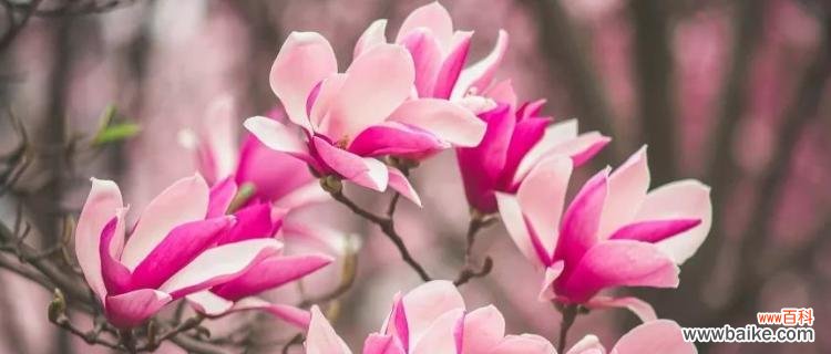 探索红玉兰花的寓意与象征意义 红玉兰花的美丽与坚强