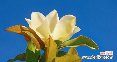 探索红玉兰花的寓意与象征意义 红玉兰花的美丽与坚强