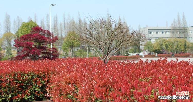 红叶石楠的寓意与意义 红叶石楠——美丽与坚韧并存的象征