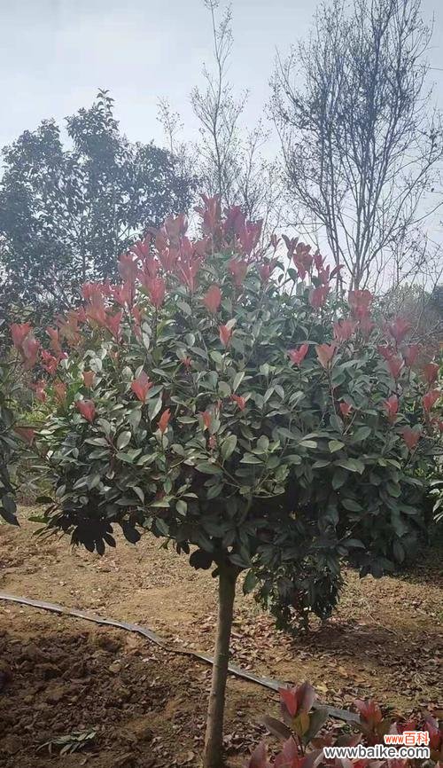 红叶石楠的寓意与意义 红叶石楠——美丽与坚韧并存的象征