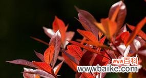 红叶石楠的寓意与意义 红叶石楠——美丽与坚韧并存的象征