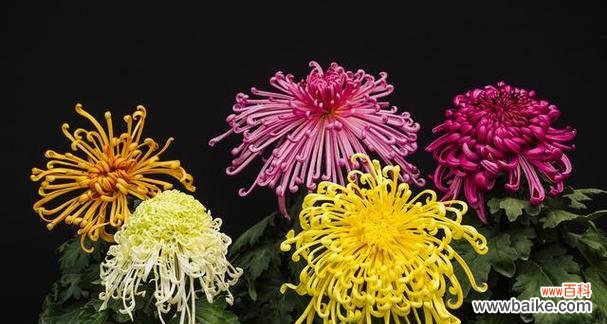 探索菊花的深层含义 菊花的寓意与象征意义