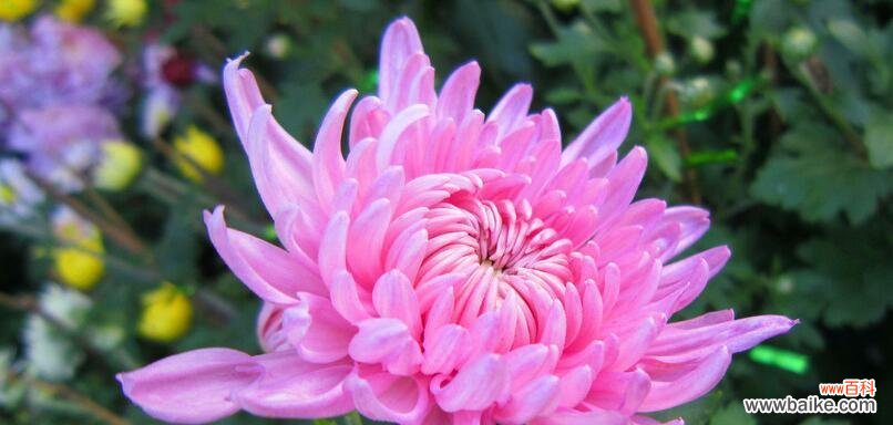 探索菊花的深层含义 菊花的寓意与象征意义