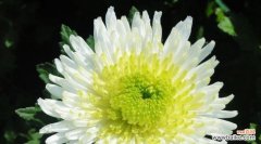 探索菊花的深层含义 菊花的寓意与象征意义