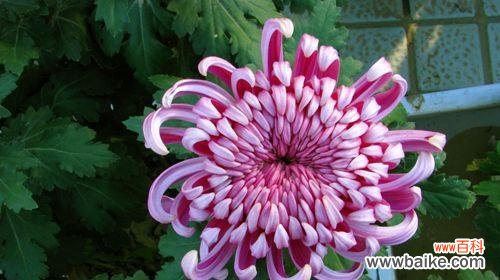 菊花的美丽与智慧在文化传承中的意义 菊花之寓意与象征的多重层面