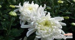 探索花海中的菊花花语 菊花花语