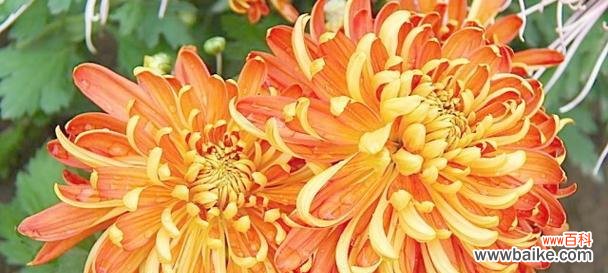 探索花海中的菊花花语 菊花花语