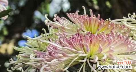 探索花海中的菊花花语 菊花花语