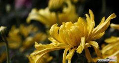 菊花的象征意义与文化传承 菊花