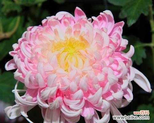 探寻菊花代表的情感和象征 菊花花语揭示的深意