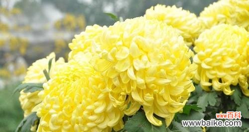 探寻菊花代表的情感和象征 菊花花语揭示的深意