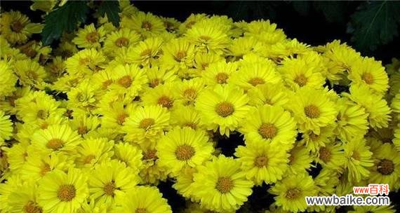 探寻菊花代表的情感和象征 菊花花语揭示的深意