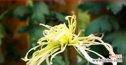 菊花的丰富象征和深刻寓意 菊花的花语与寓意