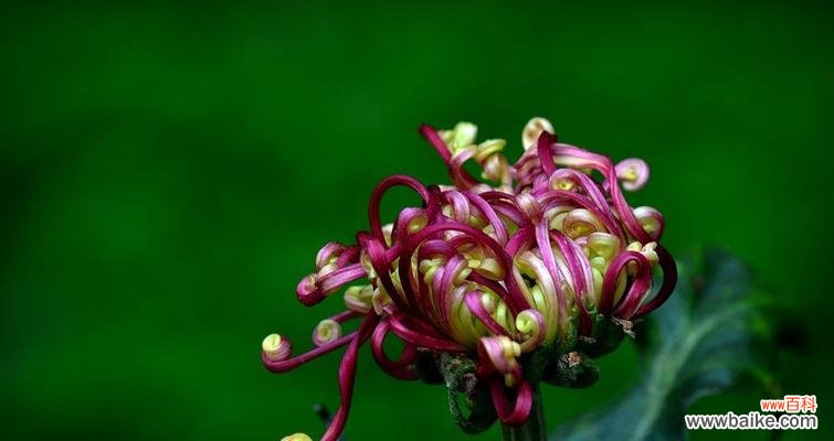 菊花的象征意义与文化传承 揭秘菊花背后的含义