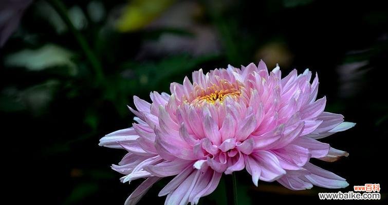 菊花的象征意义与文化传承 揭秘菊花背后的含义