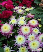 菊花的象征意义与文化传承 揭秘菊花背后的含义