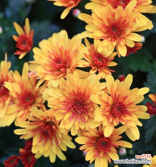 花开富贵 菊花在中国文化中的寓意