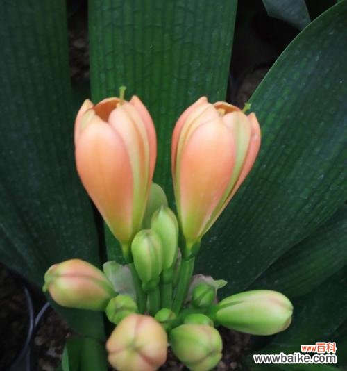 探寻君子兰的花语及其深层含义 君子兰花语