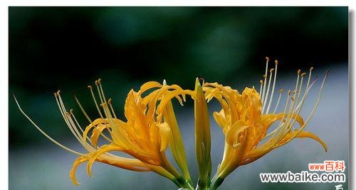 用微笑的语言 忽地笑花语