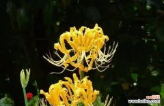 用微笑的语言 忽地笑花语