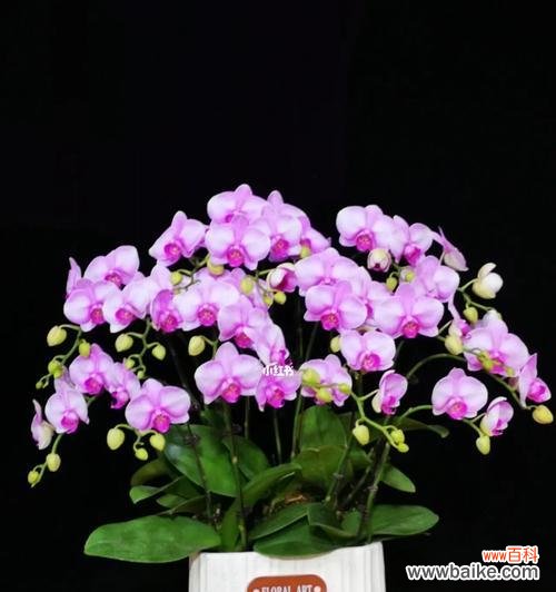 揭示蝴蝶兰独特的寓意与美丽 蝴蝶兰