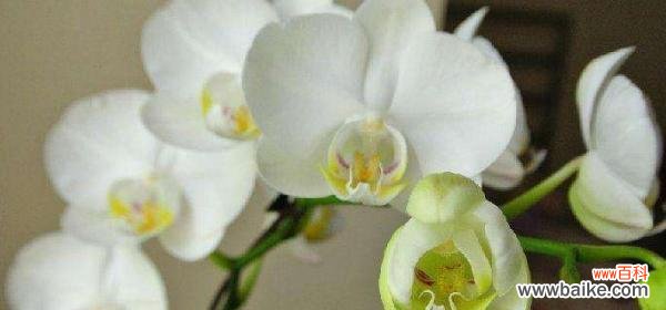 探索蝴蝶兰花的神秘之美 蝴蝶兰的花语与寓意