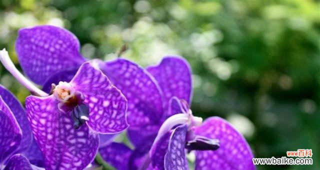 探索蝴蝶兰花的神秘之美 蝴蝶兰的花语与寓意