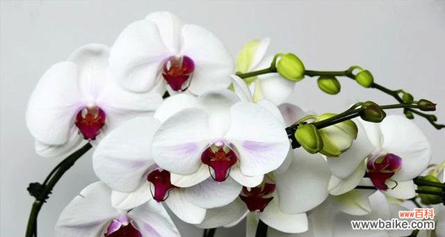 探索蝴蝶兰花的神秘之美 蝴蝶兰的花语与寓意