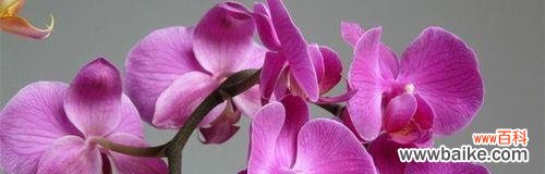 探秘蝴蝶兰的神秘语言 蝴蝶兰之美