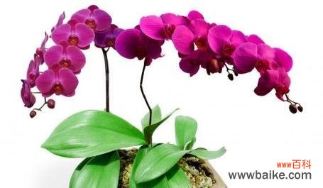 探秘蝴蝶兰的神秘语言 蝴蝶兰之美
