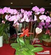 从花卉界的明星谈起 蝴蝶兰的寓意与象征意义