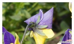 探索蝴蝶花的花语 蝴蝶花花语