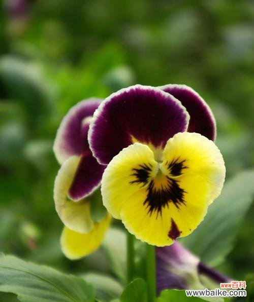 蝴蝶花在文化中的重要角色和赋予人们的启示 蝴蝶花的寓意及其美丽的象征