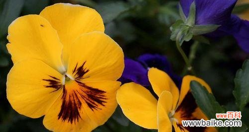 蝴蝶花在文化中的重要角色和赋予人们的启示 蝴蝶花的寓意及其美丽的象征