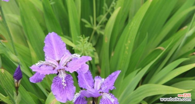 蝴蝶花在文化中的重要角色和赋予人们的启示 蝴蝶花的寓意及其美丽的象征