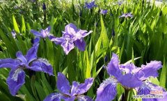 蝴蝶花的寓意与魅力 蝴蝶花的花语与美丽奇妙